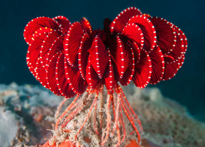 Close-up of red rose on sea