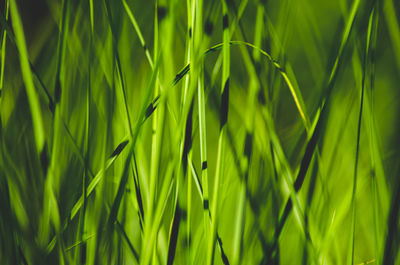 Close-up of green plants