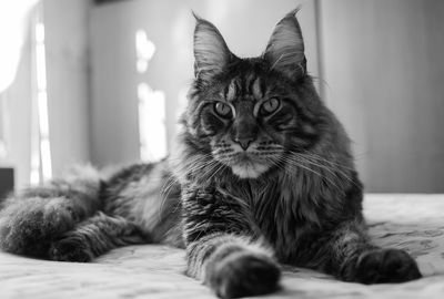 Close-up portrait of cat