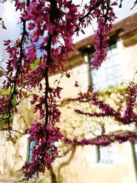 Low angle view of purple flowers on tree