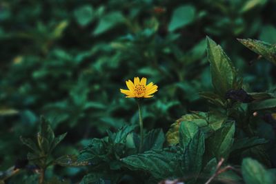 Close-up of yellow flowering plant