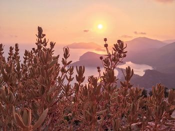 Plants growing on land against sky during sunset