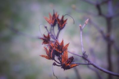 Close-up of dried plant