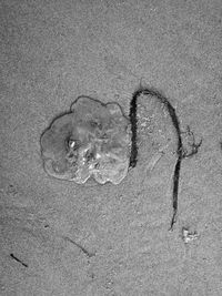 Close-up of lizard on sand