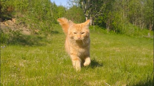Dog standing on grassy field