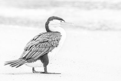 Close-up of a bird on the beach