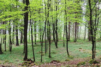 View of trees in forest