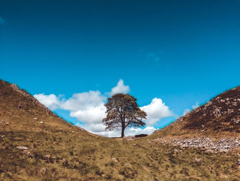 Trees on desert against blue sky