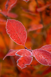 Beautiful red aronia leaves with a frosty edge. morning scenery in the garden. 