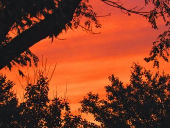 Low angle view of silhouette trees against orange sky