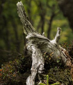 Close-up of tree stump in forest