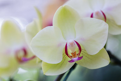 Close-up of pink orchid