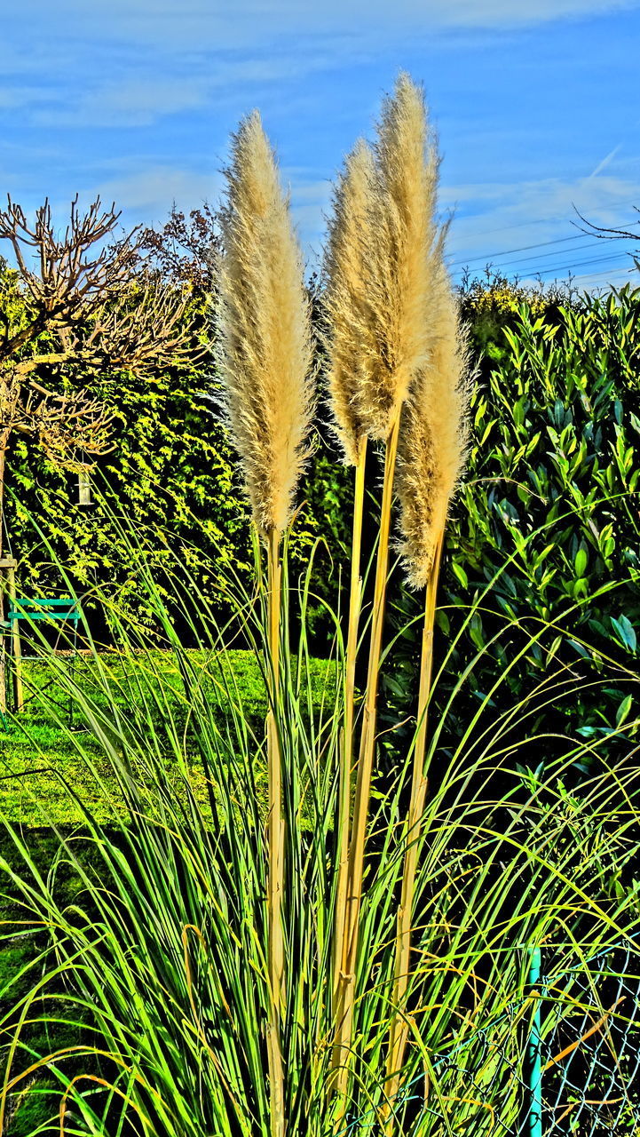 CLOSE-UP OF CROP GROWING ON FIELD