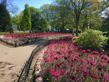 Pink flowering plants in park