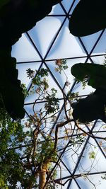 Low angle view of tree against sky