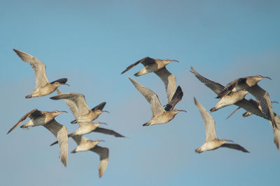 Low angle view of seagulls flying in sky