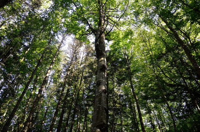 Low angle view of trees