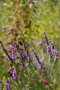 Close-up of purple flowering plants on field