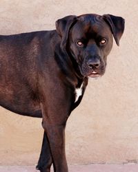 Portrait of dog standing on sidewalk