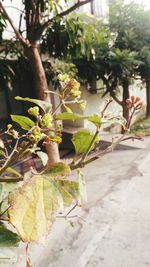 Close-up of flower tree