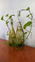 Close-up of plant in glass jar on table