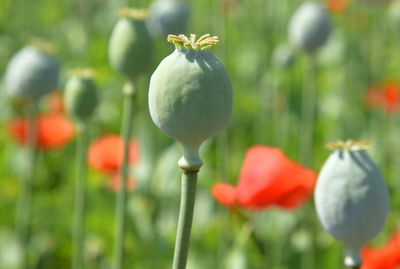 Close-up of poppy growing on plant