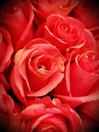 Full frame shot of red roses