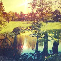 Sun shining through trees