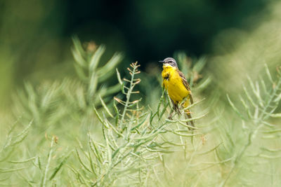 Close-up of bird perching on plant