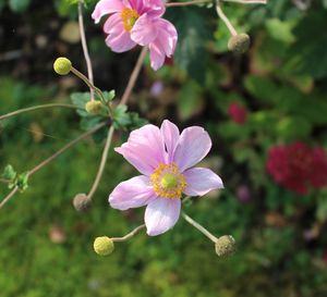 Close-up of pink flowers