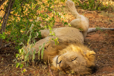 View of a cat resting