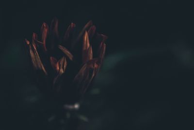 Close-up of flower over black background