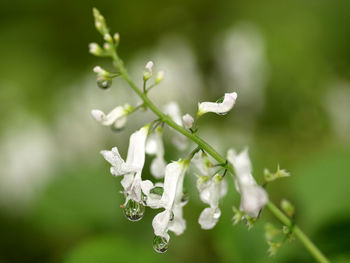 Close-up of white flowering plant