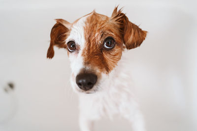 Close-up portrait of a dog at home