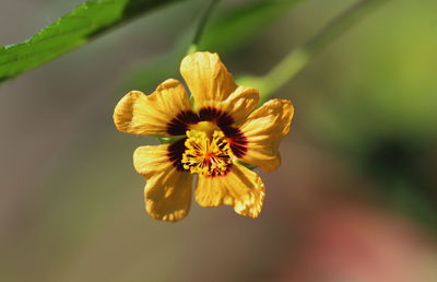 Close-up of yellow flower