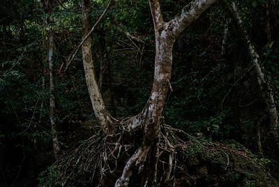 Trees in forest at night