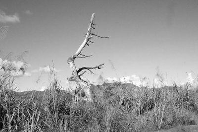 Low angle view of trees against sky