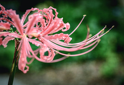 Close-up of raindrops on pink flowering plant