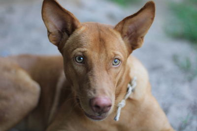 Close-up portrait of dog