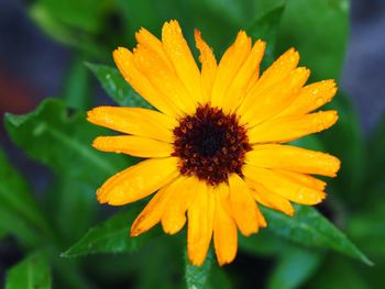 Close-up of yellow flower blooming outdoors