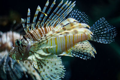 Close-up of lion fish swimming in aquarium