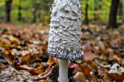 Close-up of mushroom growing on field