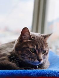 Close-up portrait of a cat