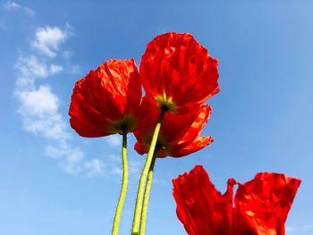 Close-up of red poppy against blue sky