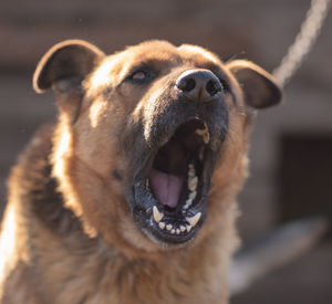 Close-up of dog