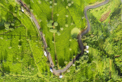 Aerial view of road by green landscape