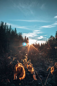 Plants growing on land against sky