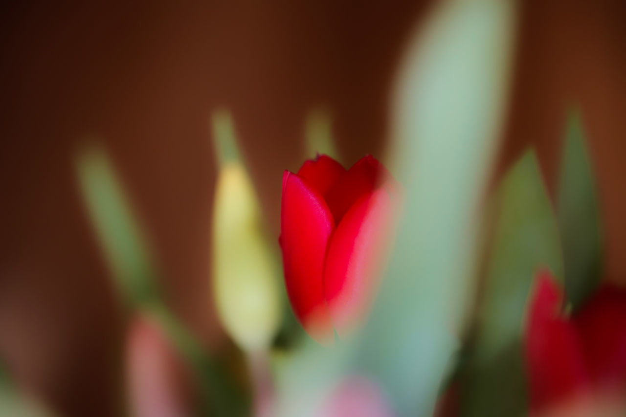 CLOSE-UP OF RED ROSE