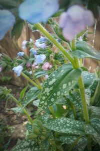 Close-up of water drops on flowers