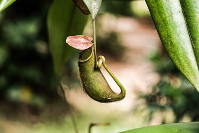 Close-up of a lizard on leaf